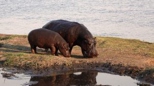 africa, hippos, safari-1759369.jpg