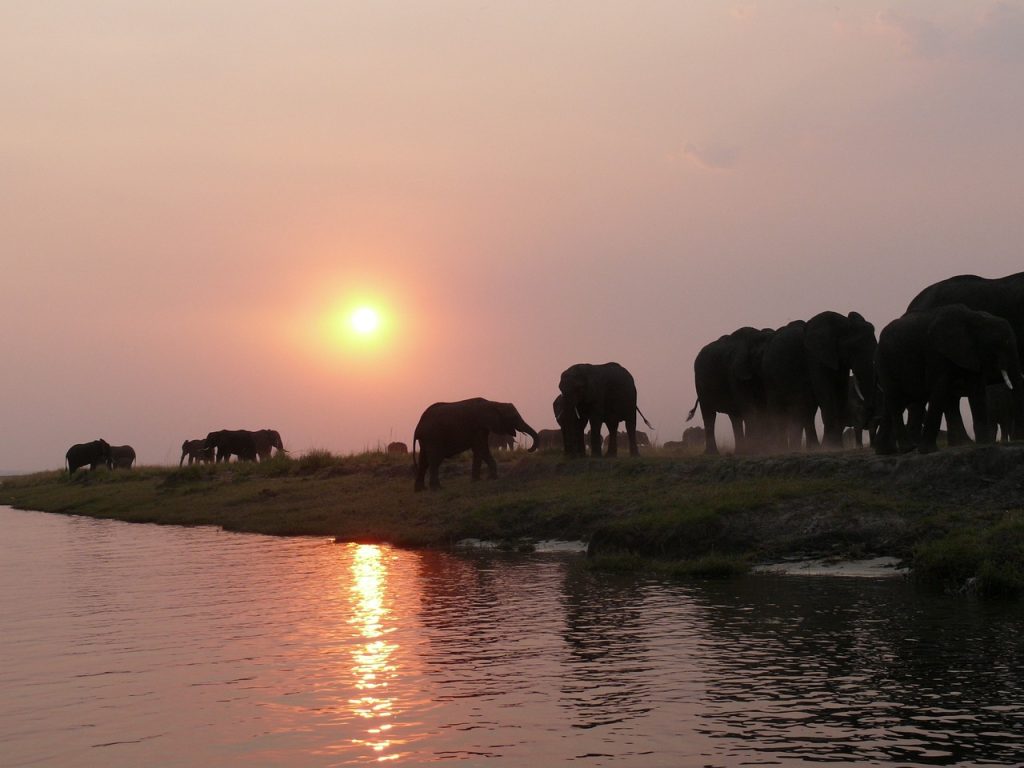 elephants, elephant herd, herd-334454.jpg